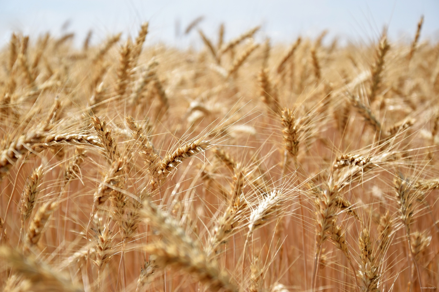 Российский рынок может покинуть третий крупный американский зерновой трейдер