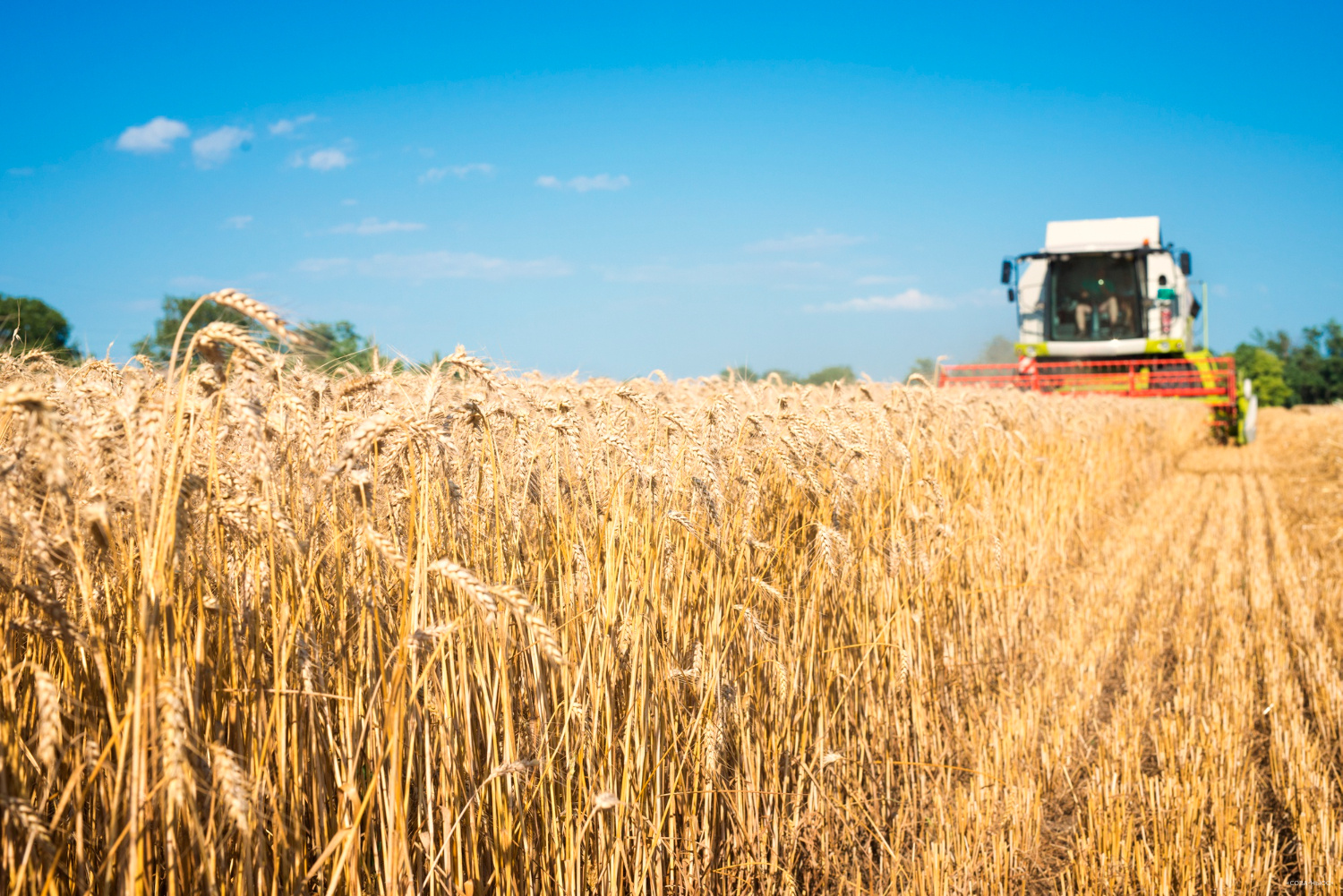 Минсельхоз дал прогноз по сбору зерна в 2023 году в объеме 123 млн тонн
