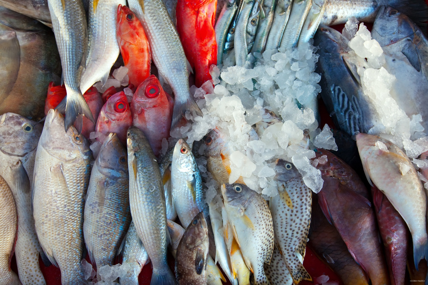 Росрыболовство: С начала года объем вылова российских рыбаков превысил 3,5 млн т