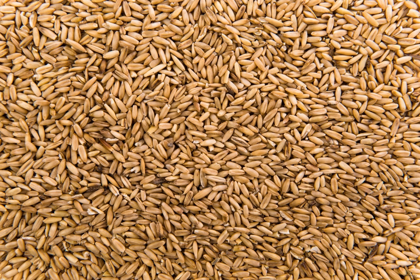 Российская пшеница будет продаваться за рубеж за рубли