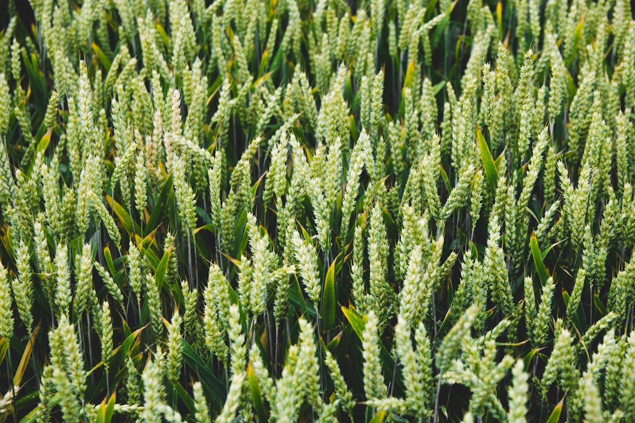 Правительство утвердило дополнительную квоту на экспорт зерновых культур в 2024 году